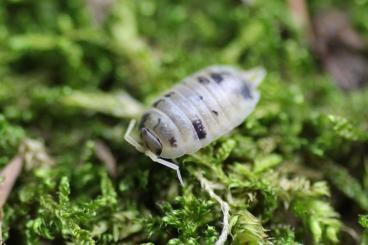 Supplies kaufen und verkaufen Photo: Pandaassel Porcellio Laevis "Panda" eigene Nachzucht