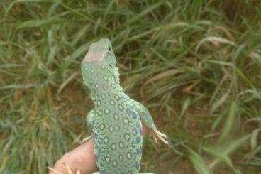 Echsen  kaufen und verkaufen Foto: LAGARTO OCELADO.TIMON LEPIDUS