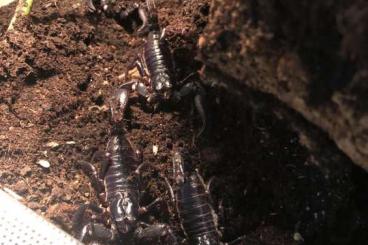 Scorpions kaufen und verkaufen Photo: 0.4 Heterometrus laoticus (NZ von 2020)
