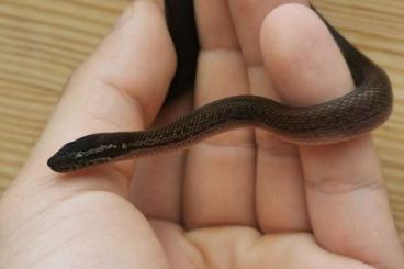 Snakes kaufen und verkaufen Photo: 0.0.2 Lamprophis (Boaedon) fuliginosus 