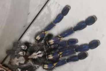 Vogelspinnen kaufen und verkaufen Foto: 0.1 Poecilotheria metallica 6cm Adult