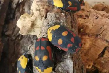 Insects kaufen und verkaufen Photo: Pachnoda iskuulka, Porcellio magnificus, Paraplecta minutissima 