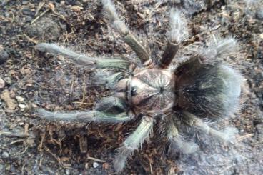 - bird spiders kaufen und verkaufen Photo: Vogelspinnen/ Tarantulas (Lebendankunft-garantie/ LAG)
