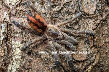 - bird spiders kaufen und verkaufen Photo: Für Selbstabholer in Kreischa bei Dresden oder Versand