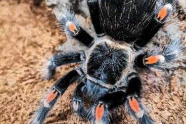 - bird spiders kaufen und verkaufen Photo: Für Selbstabholer in Kreischa bei Dresden oder Versand