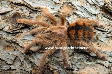 Vogelspinnen kaufen und verkaufen Foto: Für Selbstabholer in Kreischa bei Dresden oder Versand Vogelspinnen kaufen und verkaufen Foto: Für Selbstabholer in Kreischa bei Dresden oder Versand