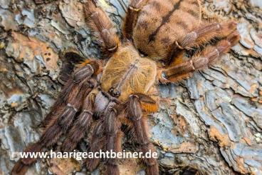 Vogelspinnen kaufen und verkaufen Foto: Für Selbstabholer in Kreischa bei Dresden oder Versand Vogelspinnen kaufen und verkaufen Foto: Für Selbstabholer in Kreischa bei Dresden oder Versand