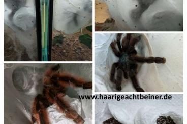 - bird spiders kaufen und verkaufen Photo: Für Selbstabholer in Kreischa bei Dresden oder Versand - bird spiders kaufen und verkaufen Photo: Für Selbstabholer in Kreischa bei Dresden oder Versand