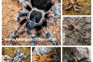 Vogelspinnen kaufen und verkaufen Foto: Für die Börse im Heinsdorfergrund bei Zwickau am 01.06.25 Vogelspinnen kaufen und verkaufen Foto: Für die Börse im Heinsdorfergrund bei Zwickau am 01.06.25