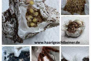 Vogelspinnen kaufen und verkaufen Foto: Für Selbstabholer in Kreischa bei Dresden oder Versand Vogelspinnen kaufen und verkaufen Foto: Für Selbstabholer in Kreischa bei Dresden oder Versand