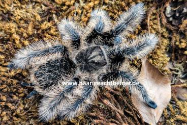 - bird spiders kaufen und verkaufen Photo: Für Selbstabholer in Kreischa bei Dresden oder Versand. - bird spiders kaufen und verkaufen Photo: Für Selbstabholer in Kreischa bei Dresden oder Versand.