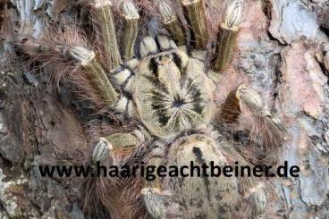 Vogelspinnen kaufen und verkaufen Foto: Für Selbstabholer in Kreischa bei Dresden oder Versand Vogelspinnen kaufen und verkaufen Foto: Für Selbstabholer in Kreischa bei Dresden oder Versand