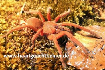 Vogelspinnen kaufen und verkaufen Photo: Für Selbstabholer in Kreischa bei Dresden oder Versand
