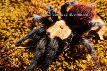 Spinnen und Skorpione kaufen und verkaufen Foto: Für Selbstabholer in Kreischa bei Dresden oder Versand