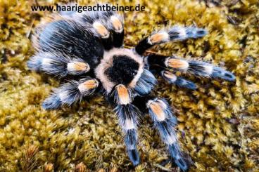 Spiders and Scorpions kaufen und verkaufen Photo: Für Selbstabholer in Kreischa bei Dresden oder Versand