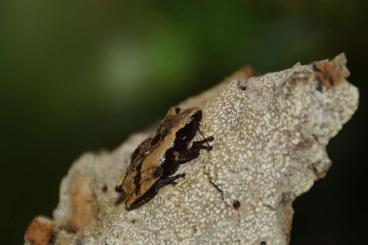 Frösche  kaufen und verkaufen Foto: I'm looking forTheloderma palliatum and nebulosum