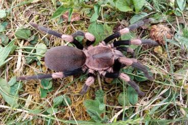 Vogelspinnen kaufen und verkaufen Foto: 1.0 Haplocosmia himalayana mit RH