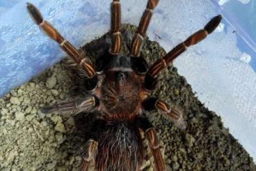 - bird spiders kaufen und verkaufen Photo: Suche/Looking for Männchen/males: