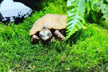 Schildkröten  kaufen und verkaufen Foto: Suche 0.1 Geoemyda spengleri 
