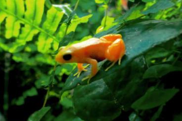 frogs kaufen und verkaufen Photo: Mantella aurantiaca x.x.x