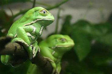 frogs kaufen und verkaufen Photo: Looking for Phyllomedusa sauvagii