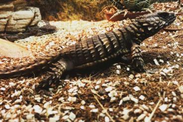 andere Echsen kaufen und verkaufen Foto: Looking for Ouroborus cataphractus 