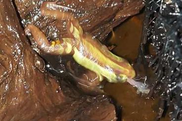 Poison dart frogs kaufen und verkaufen Photo: Epipedobates anthonyi abzugeben 