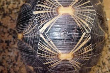 Schildkröten  kaufen und verkaufen Foto: Astrochelys radiata subadult for sale