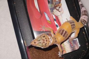 Geckos kaufen und verkaufen Photo: Leopardgecko 0.1 aus 2021