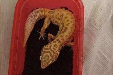 Geckos kaufen und verkaufen Foto: Leopardgecko 0.1 von 2020