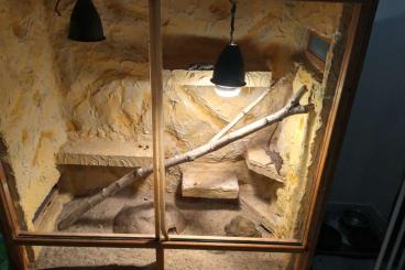 Enclosures kaufen und verkaufen Photo: OSB Terrarium 100x50x100 Enclosures kaufen und verkaufen Photo: OSB Terrarium 100x50x100
