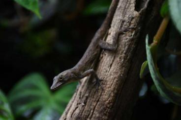 Echsen  kaufen und verkaufen Foto: Zuchtpärchen Anolis marmoratus `Trois-Rivières` abzugeben.