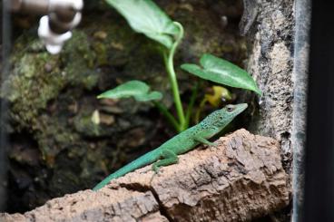 Echsen  kaufen und verkaufen Foto: DNZ Anolis marmoratus "Trois-Rivières" abzugeben. 