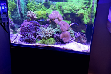 tanks kaufen und verkaufen Photo: Red Sea Max E260 schwarz inkl. Technikbecken tanks kaufen und verkaufen Photo: Red Sea Max E260 schwarz inkl. Technikbecken