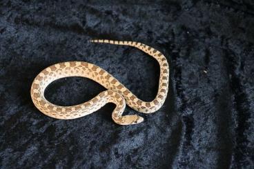 Schlangen kaufen und verkaufen Foto: Pituophis                                                      