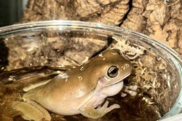 Frösche kaufen und verkaufen Foto: Litoria caerulea 1.1 zur Abgabe Frösche kaufen und verkaufen Foto: Litoria caerulea 1.1 zur Abgabe