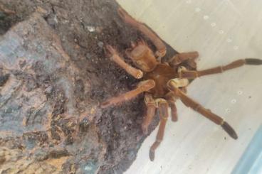 Vogelspinnen kaufen und verkaufen Foto: Biete Theraphosa stirmi 1.0 adult