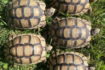 Schildkröten  kaufen und verkaufen Foto: Testudo marginata Breitrandschildkröte 