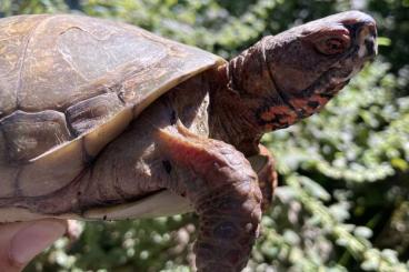 Schildkröten  kaufen und verkaufen Foto: Terrapene c triunguis Dreizehn- Dosenschildkröte 