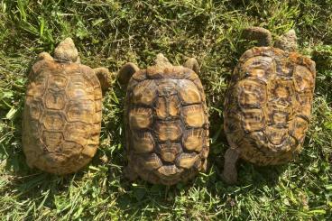 Landschildkröten kaufen und verkaufen Foto: Malacochersus tornieri Spaltenschildkröte