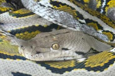 Schlangen kaufen und verkaufen Foto: Python Reticulatus / Malayopython Reticulatus Adult / Sub Adult CB Schlangen kaufen und verkaufen Foto: Python Reticulatus / Malayopython Reticulatus Adult / Sub Adult CB