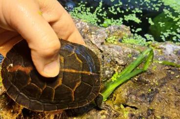 Schildkröten kaufen und verkaufen Foto: Chrysemys picta dorsalis abzugeben Schildkröten kaufen und verkaufen Foto: Chrysemys picta dorsalis abzugeben