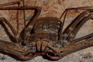 Spinnen und Skorpione kaufen und verkaufen Foto: Euphrynichus bacillifer  