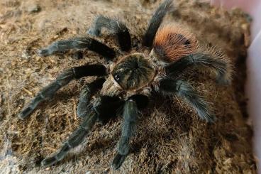 - bird spiders kaufen und verkaufen Photo: 1,0 Tliltocatl vagans / adult / RH 10-24 - bird spiders kaufen und verkaufen Photo: 1,0 Tliltocatl vagans / adult / RH 10-24