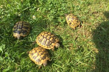 Tortoises kaufen und verkaufen Photo: Testudo hermanni boettgeri