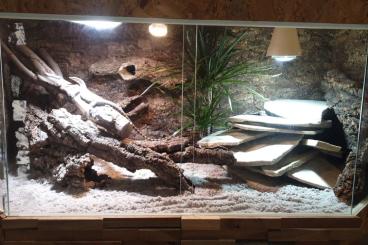 Monitor lizards kaufen und verkaufen Photo: Verkaufe meinen Varanus Glauerti Monitor lizards kaufen und verkaufen Photo: Verkaufe meinen Varanus Glauerti