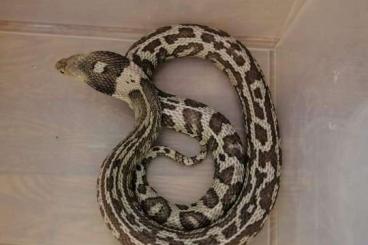Venomous snakes kaufen und verkaufen Photo: Naja atra female, incredible pattern 