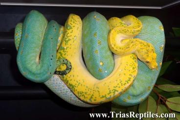 Pythons kaufen und verkaufen Photo: Morelia viridis Sorong, High Yellow X Blue Line, CB 05/2022