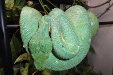 Pythons kaufen und verkaufen Photo: Morelia viridis Sorong, Blue Line, 1.0, CB 03/2017