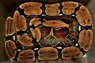 Boas kaufen und verkaufen Foto: Corallus batesii and Pokigron Redtail Boas for sale Boas kaufen und verkaufen Foto: Corallus batesii and Pokigron Redtail Boas for sale